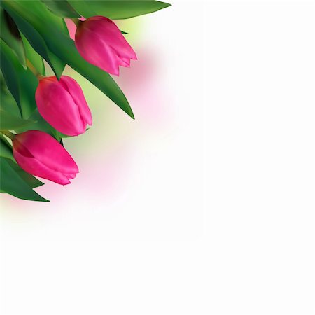 florist background - Close-up pink tulips isolated on white. EPS 8 vector file included Stock Photo - Budget Royalty-Free & Subscription, Code: 400-04738572
