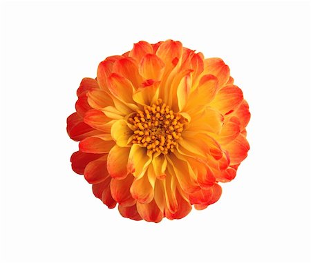 simsearch:400-04437778,k - marigold flowers isolated on white background Photographie de stock - Aubaine LD & Abonnement, Code: 400-04738593