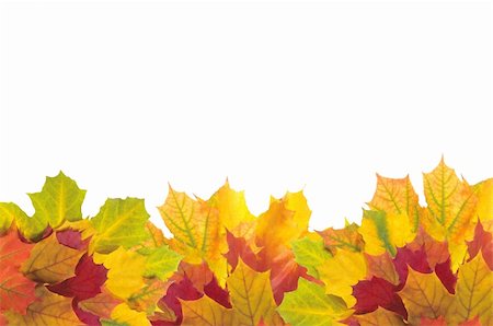 simsearch:400-04228440,k - Beautiful autumn maple leaves with copy space for your text Foto de stock - Super Valor sin royalties y Suscripción, Código: 400-04738609