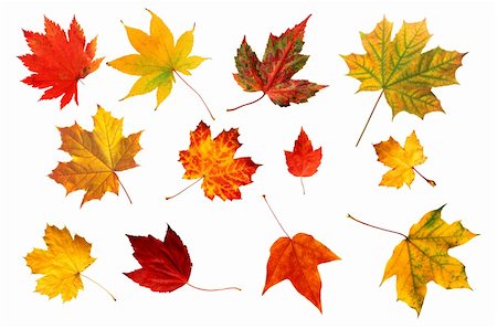 collection beautiful colourful autumn leaves isolated on white background Stock Photo - Budget Royalty-Free & Subscription, Code: 400-04738626