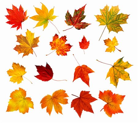 collection beautiful colourful autumn leaves isolated on white background Stock Photo - Budget Royalty-Free & Subscription, Code: 400-04738631