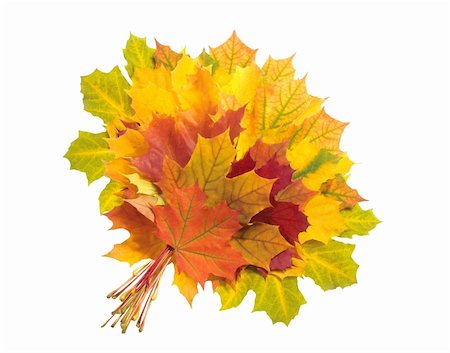 simsearch:400-04228440,k - Beautiful autumn maple leaves isolated on white background Foto de stock - Super Valor sin royalties y Suscripción, Código: 400-04738786