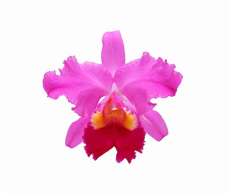 simsearch:400-04596018,k - Perfect pink orchid isolated on white background Stockbilder - Microstock & Abonnement, Bildnummer: 400-04738789