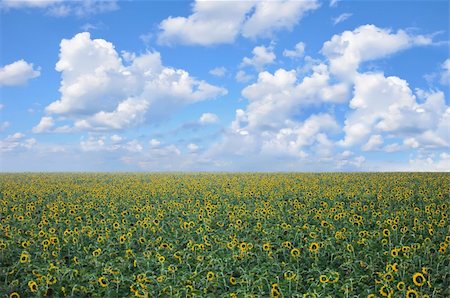 simsearch:400-06077674,k - field of sunflowers and perfect blue sky Stock Photo - Budget Royalty-Free & Subscription, Code: 400-04738782