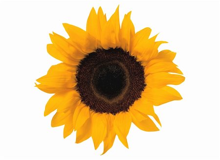 simsearch:400-04751722,k - Sunflower isolated on white background Stock Photo - Budget Royalty-Free & Subscription, Code: 400-04738886