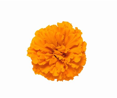 simsearch:400-04437778,k - marigold flowers isolated on white background Photographie de stock - Aubaine LD & Abonnement, Code: 400-04738889