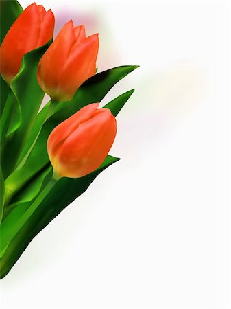 simsearch:400-05093646,k - Bunch of beautiful spring flowers - colorful tulips against white background. EPS 8 vector file included Stock Photo - Budget Royalty-Free & Subscription, Code: 400-04738964