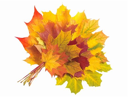simsearch:400-04228440,k - Beautiful autumn maple leaves isolated on white background Foto de stock - Super Valor sin royalties y Suscripción, Código: 400-04739066