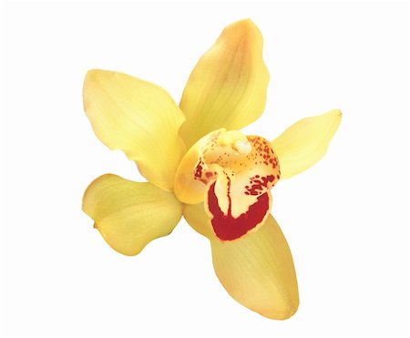 simsearch:400-04806771,k - Perfect yellow orchid isolated on white background Stockbilder - Microstock & Abonnement, Bildnummer: 400-04739075