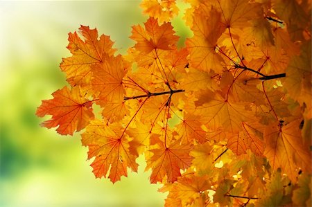 shantishanti (artist) - Autumn maple leaves Stockbilder - Microstock & Abonnement, Bildnummer: 400-04739138