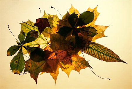 simsearch:400-04360457,k - Isolated autumn leaves composition Photographie de stock - Aubaine LD & Abonnement, Code: 400-04739139