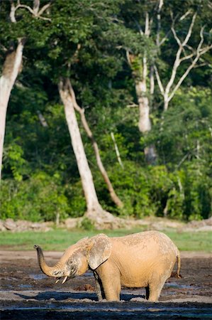 simsearch:400-06062920,k - The African Forest Elephant (Loxodonta cyclotis) is a forest dwelling elephant of the Congo Basin. Foto de stock - Super Valor sin royalties y Suscripción, Código: 400-04739153