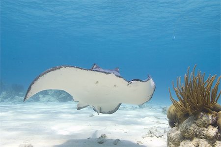 sting rays - The underbelly of the southern stingray can be seen; its mouth appears to be smiling. Shot at Stingray City, Grand Cayman. Stock Photo - Budget Royalty-Free & Subscription, Code: 400-04739208