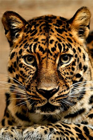 A closeup portrait of a beautiful jaguar. Photographie de stock - Aubaine LD & Abonnement, Code: 400-04739352