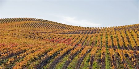 panorama california - This midday shot of a vineyard was taken in the Fall in Sonoma County, California. Stock Photo - Budget Royalty-Free & Subscription, Code: 400-04739423