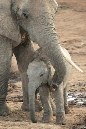 simsearch:400-04276083,k - Baby African elephant standing under it's mothers trunk Stock Photo - Budget Royalty-Free & Subscription, Code: 400-04739454