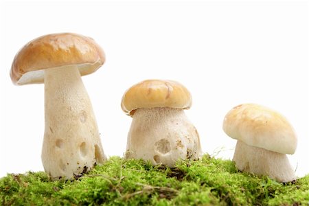 simsearch:400-07089206,k - Three porcini on green moss with white background Foto de stock - Super Valor sin royalties y Suscripción, Código: 400-04739524