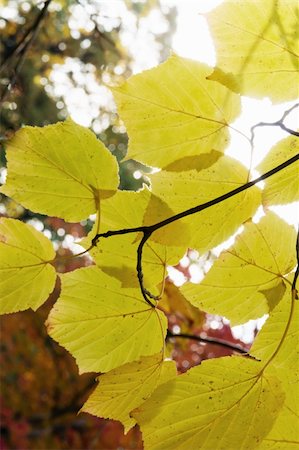 simsearch:400-06179170,k - Autumn branch with the turned yellow leaves Stock Photo - Budget Royalty-Free & Subscription, Code: 400-04739536