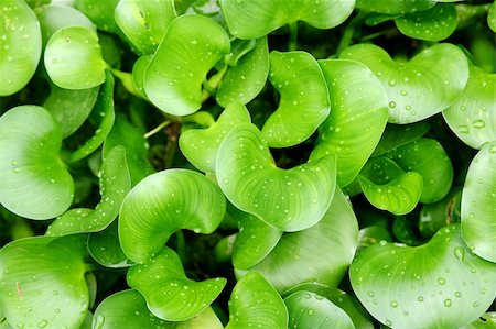 simsearch:400-04739592,k - green plants background Stock Photo - Budget Royalty-Free & Subscription, Code: 400-04739592