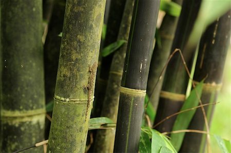 bamboo with lizard Stock Photo - Budget Royalty-Free & Subscription, Code: 400-04739601