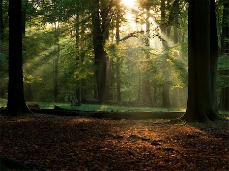 simsearch:400-05195927,k - beech forest with fog and warm sunshine in autumn, fall Stock Photo - Budget Royalty-Free & Subscription, Code: 400-04739914