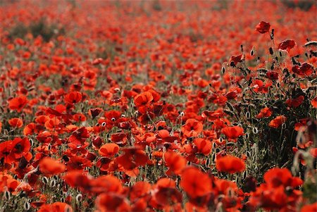 simsearch:400-04751722,k - Poppies like on a painting oh claude monet Stock Photo - Budget Royalty-Free & Subscription, Code: 400-04739980