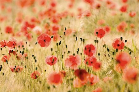 simsearch:400-04751722,k - Corn and poppies like on a painting oh claude monet Stock Photo - Budget Royalty-Free & Subscription, Code: 400-04739981