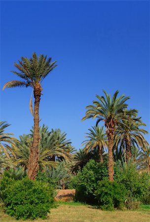 simsearch:400-05192544,k - palm grove in Morocco, cloudless sky behind Stock Photo - Budget Royalty-Free & Subscription, Code: 400-04730120