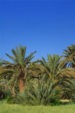 simsearch:400-05192544,k - palm grove in Morocco, cloudless sky behind Stock Photo - Budget Royalty-Free & Subscription, Code: 400-04730132