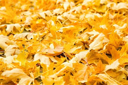 simsearch:400-04475632,k - Fall scenery: ground covered with yellow maple leaves Foto de stock - Royalty-Free Super Valor e Assinatura, Número: 400-04730177