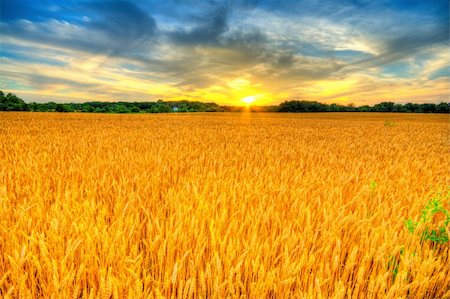simsearch:862-08699572,k - Scenic country landscape with wheat field at sunset. HDR image Foto de stock - Super Valor sin royalties y Suscripción, Código: 400-04730448