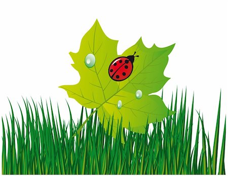 simsearch:400-07984864,k - Ladybird on a green leaf. Vector illustration. Vector art in Adobe illustrator EPS format, compressed in a zip file. The different graphics are all on separate layers so they can easily be moved or edited individually. The document can be scaled to any size without loss of quality. Stockbilder - Microstock & Abonnement, Bildnummer: 400-04730466