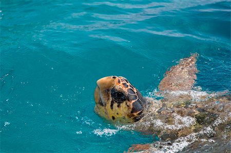 Loggerhead Sea Turtle swimming in the blue water near Zakynthos island - summer holiday destination in Greece Foto de stock - Super Valor sin royalties y Suscripción, Código: 400-04730611