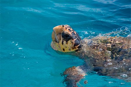 Loggerhead Sea Turtle swimming in the blue water near Zakynthos island - summer holiday destination in Greece Stockbilder - Microstock & Abonnement, Bildnummer: 400-04730612