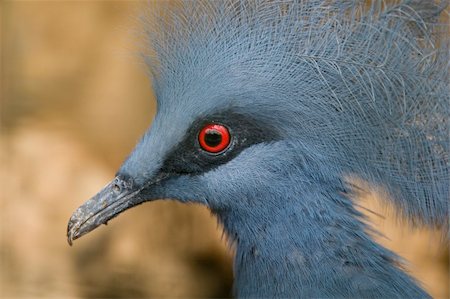 simsearch:400-04730667,k - Western Crowned Pigeon (Goura Cristata) Fotografie stock - Microstock e Abbonamento, Codice: 400-04730637