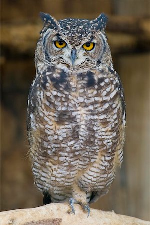 Spotted Eagle Owl looking at the camera Stockbilder - Microstock & Abonnement, Bildnummer: 400-04730651