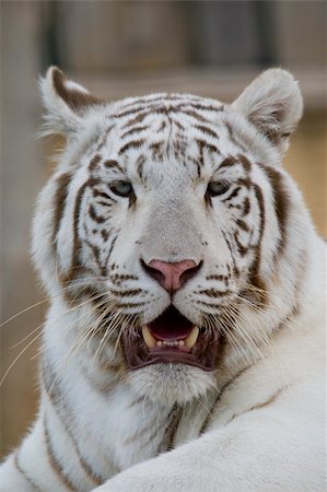 White Tiger Portrait, Athens Zoo, Greece Stockbilder - Microstock & Abonnement, Bildnummer: 400-04730666
