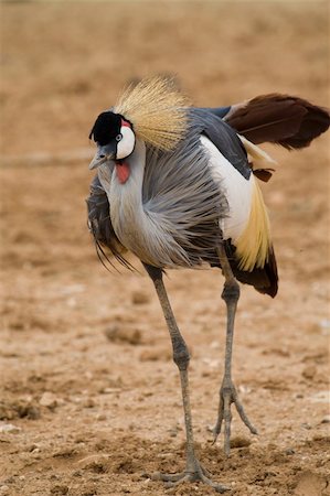 Crowned Crane, Athens Zoo, Greece Stock Photo - Budget Royalty-Free & Subscription, Code: 400-04730667