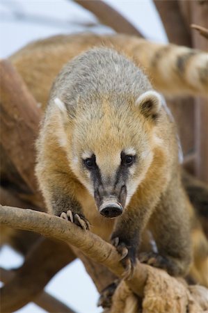 Coati Portrait, Athens Zoo, Greece Foto de stock - Super Valor sin royalties y Suscripción, Código: 400-04730669