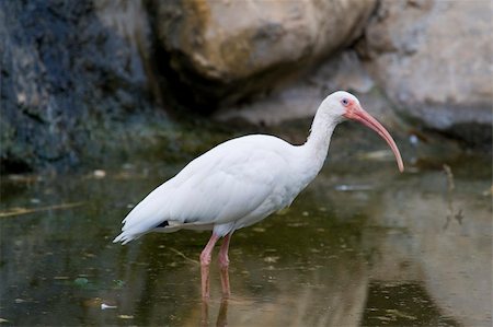 simsearch:400-04680215,k - White Ibis Portrait, Athens Zoo, Greece Stock Photo - Budget Royalty-Free & Subscription, Code: 400-04730674