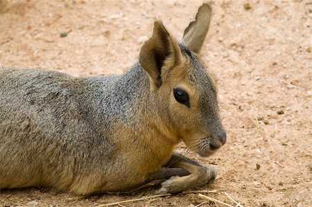 simsearch:400-07918929,k - Patagonian Hare, Athens Zoo, Greece Stockbilder - Microstock & Abonnement, Bildnummer: 400-04730671