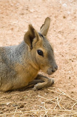 Patagonian Hare, Athens Zoo, Greece Stockbilder - Microstock & Abonnement, Bildnummer: 400-04730672
