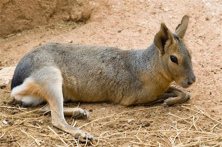 Patagonian Hare, Athens Zoo, Greece Stockbilder - Microstock & Abonnement, Bildnummer: 400-04730673