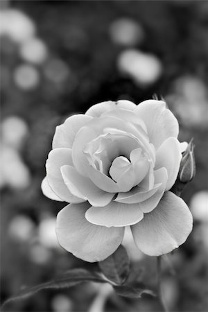 simsearch:400-05280468,k - Beautiful white rose flower in the garden. Stock Photo - Budget Royalty-Free & Subscription, Code: 400-04730690