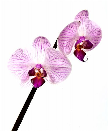 two mottled pink orchid on white background Photographie de stock - Aubaine LD & Abonnement, Code: 400-04731390