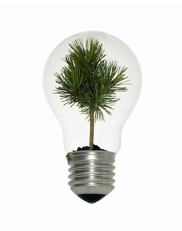 Light bulb with small tree on white background Stockbilder - Microstock & Abonnement, Bildnummer: 400-04731457