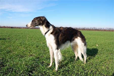 simsearch:400-05101651,k - Russian wolfhound - borzoi - in expectation of hunting Photographie de stock - Aubaine LD & Abonnement, Code: 400-04731489