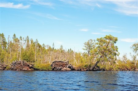 simsearch:400-04804407,k - Trees turned out by hurricane on the lake coast Stock Photo - Budget Royalty-Free & Subscription, Code: 400-04732193