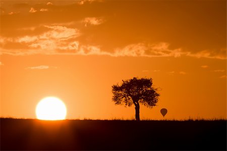 simsearch:400-04815686,k - Masai mara sunrise with acacia tree and distant hot air balloon Foto de stock - Super Valor sin royalties y Suscripción, Código: 400-04732337