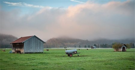 euter - An image of a bavarian scenery with cows Stockbilder - Microstock & Abonnement, Bildnummer: 400-04732385